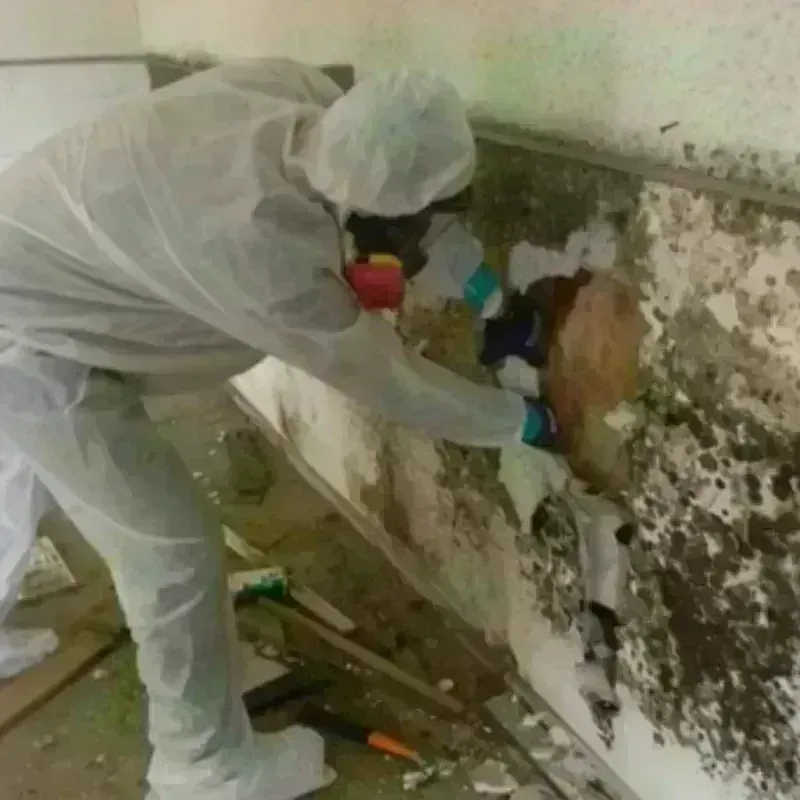 Mold Remediation and Removal in Jessamine County, KY